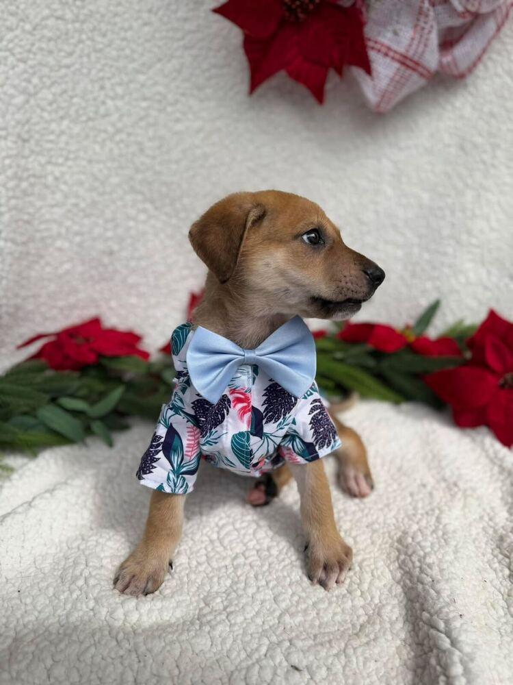 Enlarge Zippy, a Adoptable mixed breed in Silver Spring, MD image 2/3