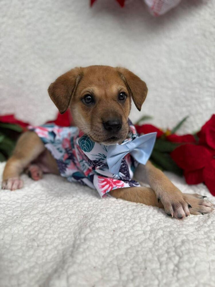 Enlarge Zippy, a Adoptable mixed breed in Silver Spring, MD image 3/3