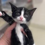 Enlarge Bran- 52005, a ADOPTABLE Domestic Short Hair in Columbia, MD image 2/2