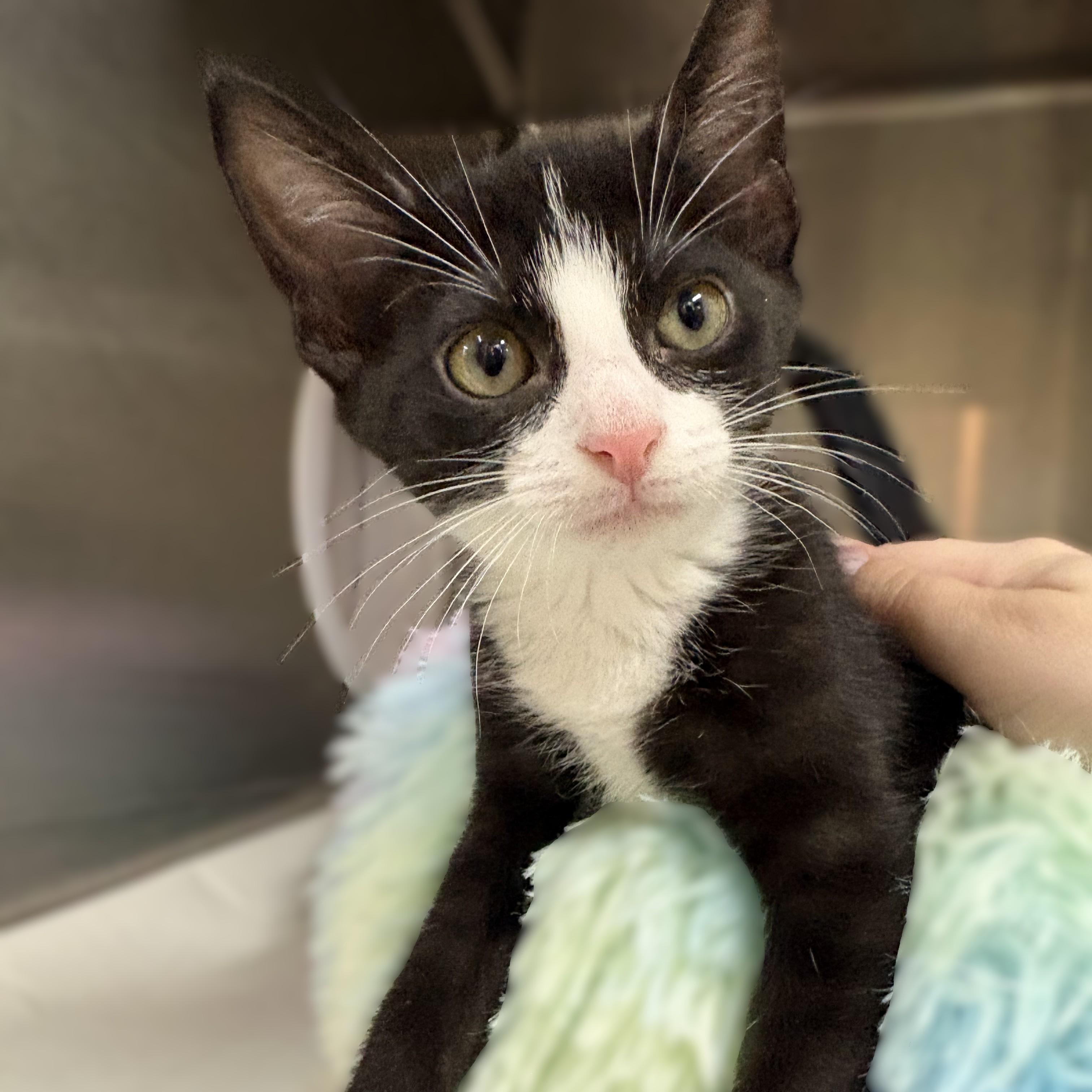 Enlarge Bran- 52005, a ADOPTABLE Domestic Short Hair in Columbia, MD image 1/2