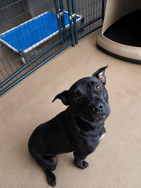 BELLA ANNE, Adoptable, Young Female Bull Terrier.