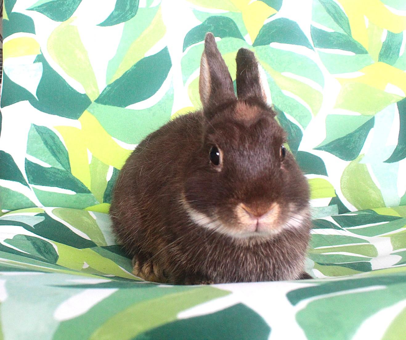 Buttercup, Young Female unknown