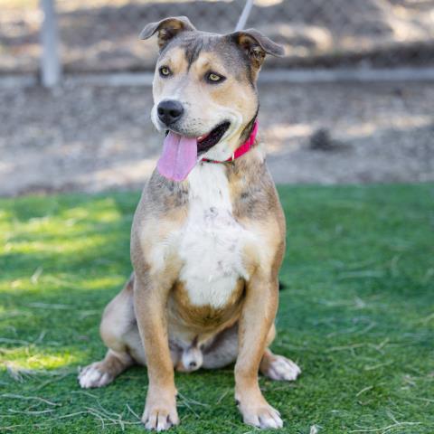 Enlarge CANELO, a Adoptable mixed breed in Camarillo, CA image 1/1
