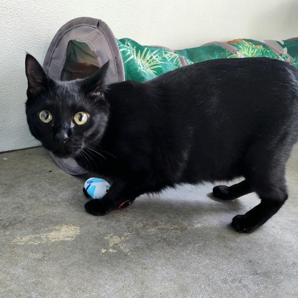 Tara, Adoptable, Adult Female Domestic Short Hair.