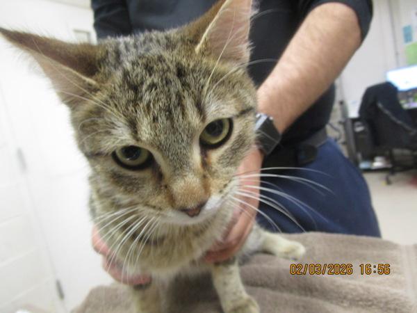 Frenchie (676) — thumbnail 2