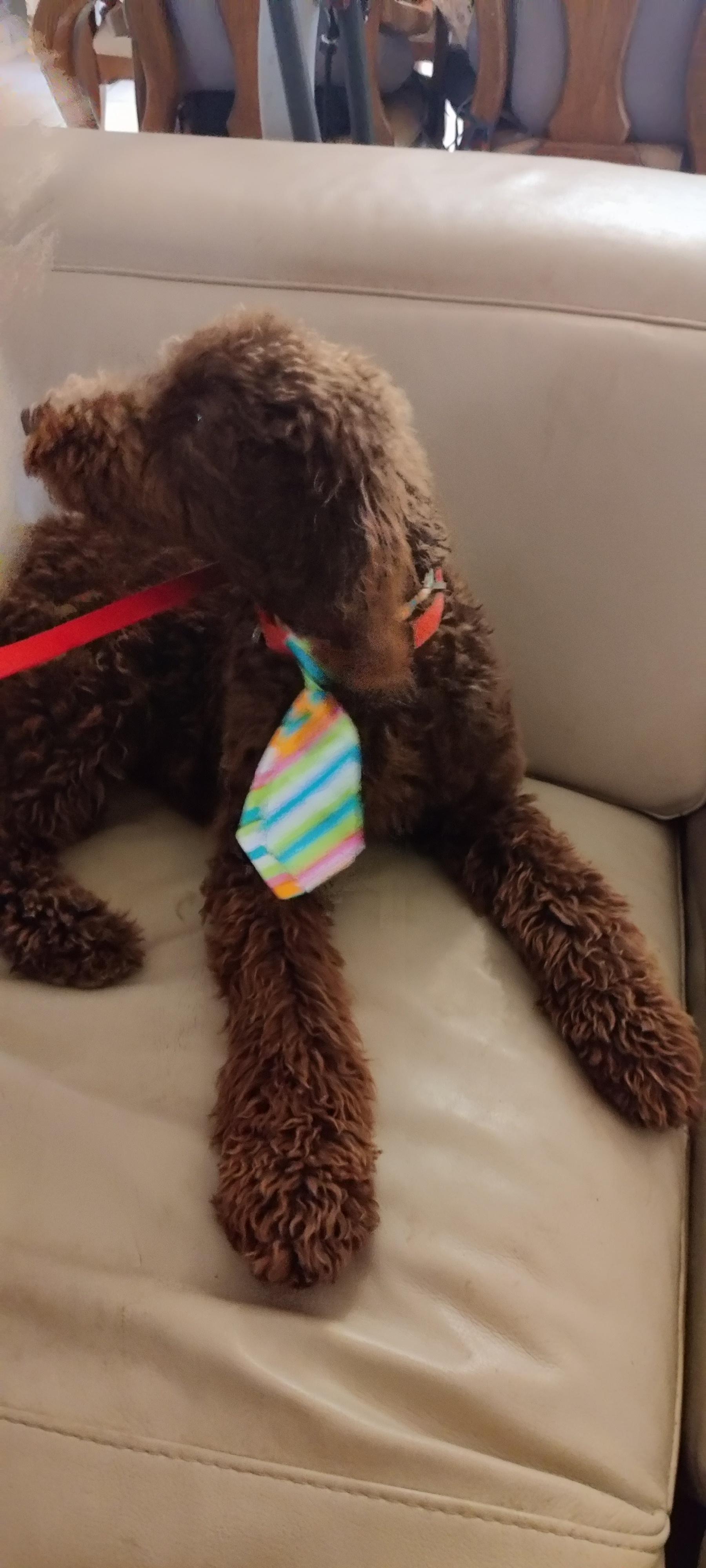 Co Co, Adoptable, Puppy Male Poodle.