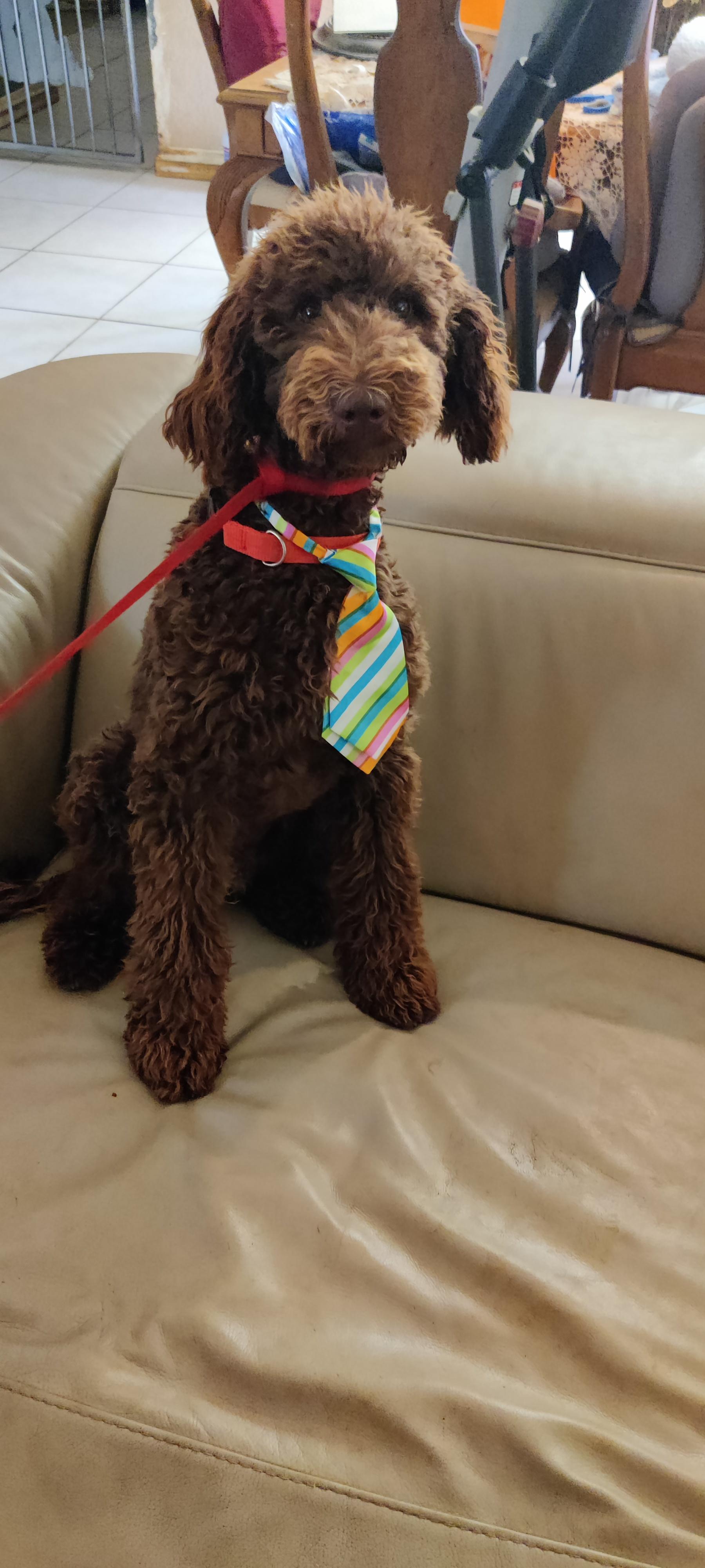 Co Co, a Adoptable Poodle in Moreno Valley, CA image 2/3