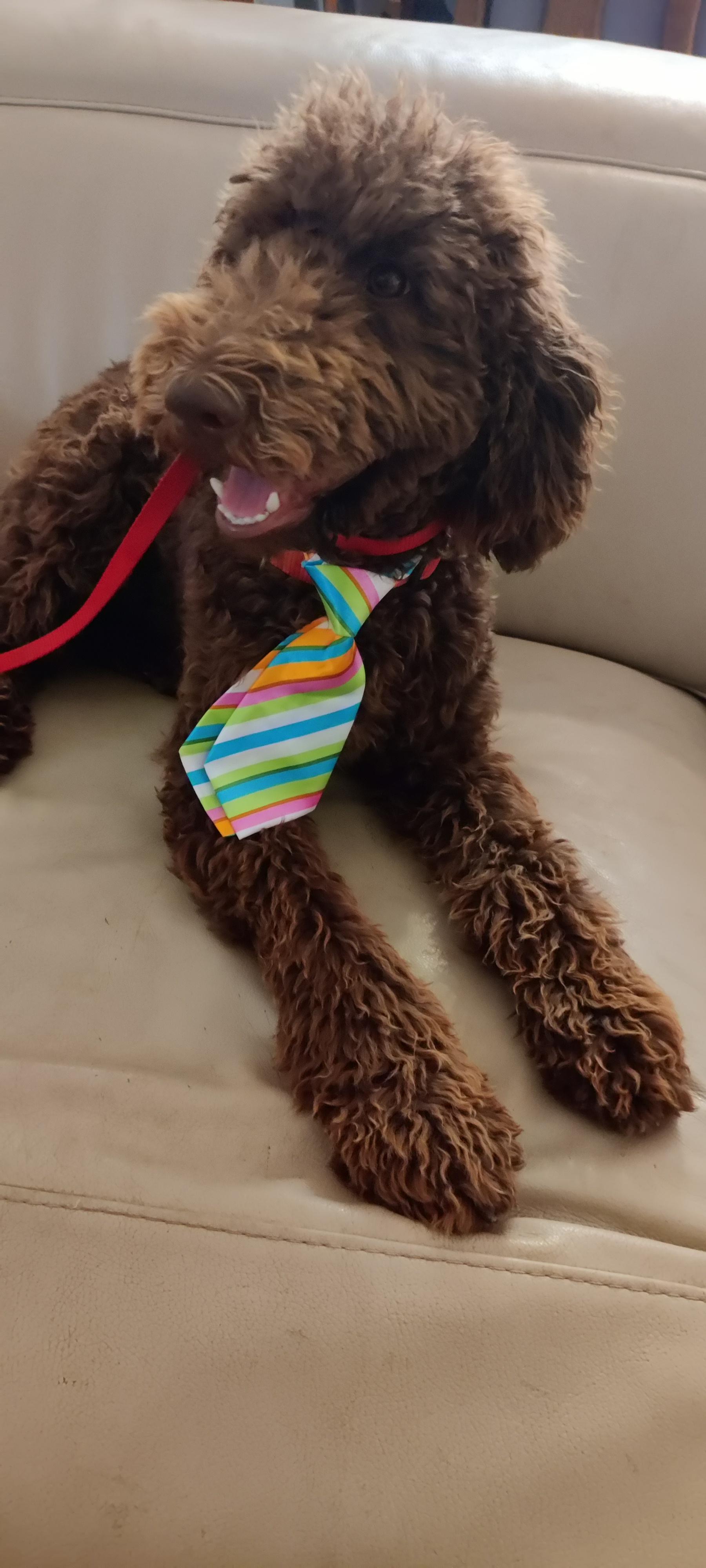 Co Co, a Adoptable Poodle in Moreno Valley, CA image 3/3