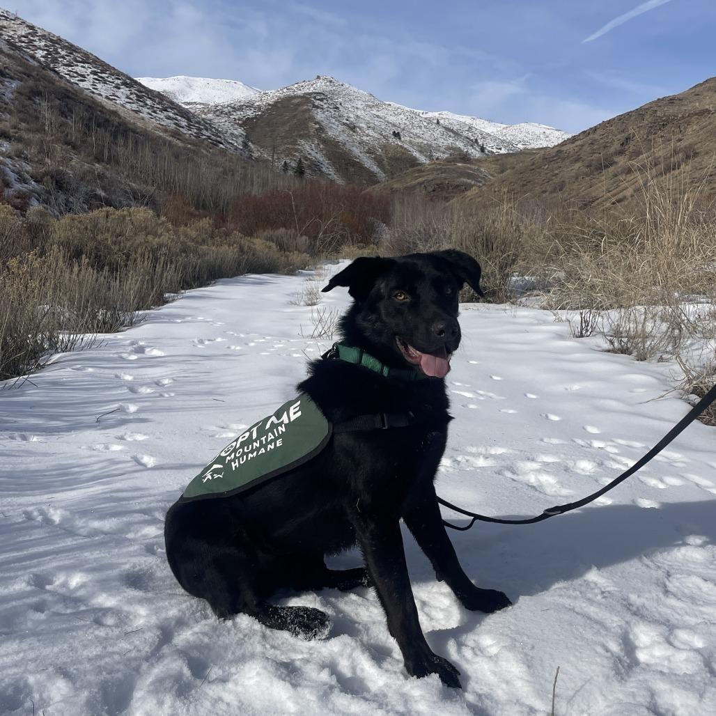 Keen, a Adoptable Mixed Breed in Hailey, ID image 1/6