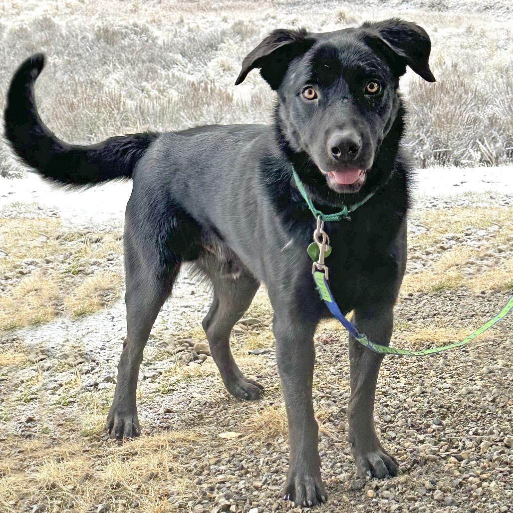 Enlarge Keen, a Adoptable Mixed Breed in Hailey, ID image 5/6