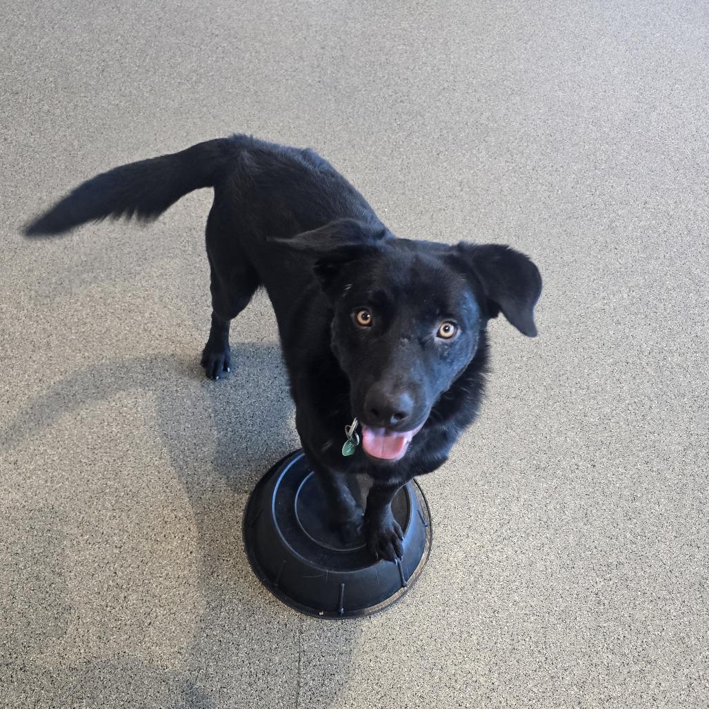 Enlarge Keen, a Adoptable Mixed Breed in Hailey, ID image 6/6