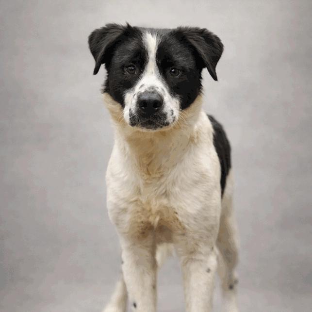 Kirby, Adoptable, Adult Male Mixed Breed.