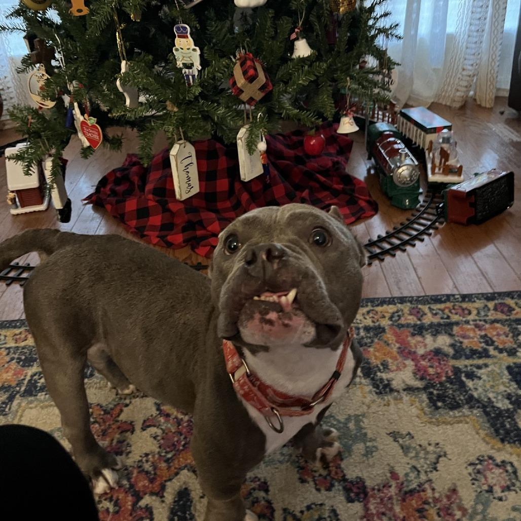 Mars 09-0705, Adoptable, Adult Male American Bulldog & Pit Bull Terrier.