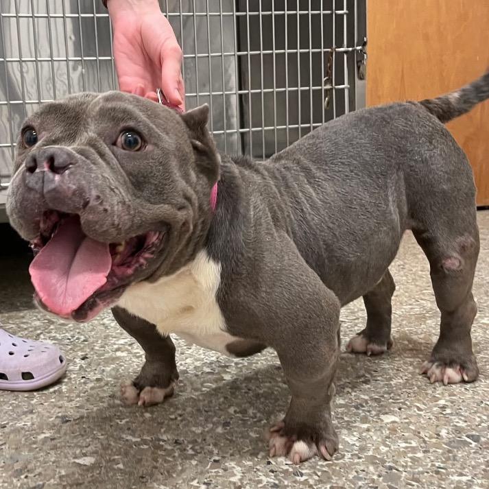 Mars 09-0705, a Adoptable mixed breed in Tyrone, GA image 2/6