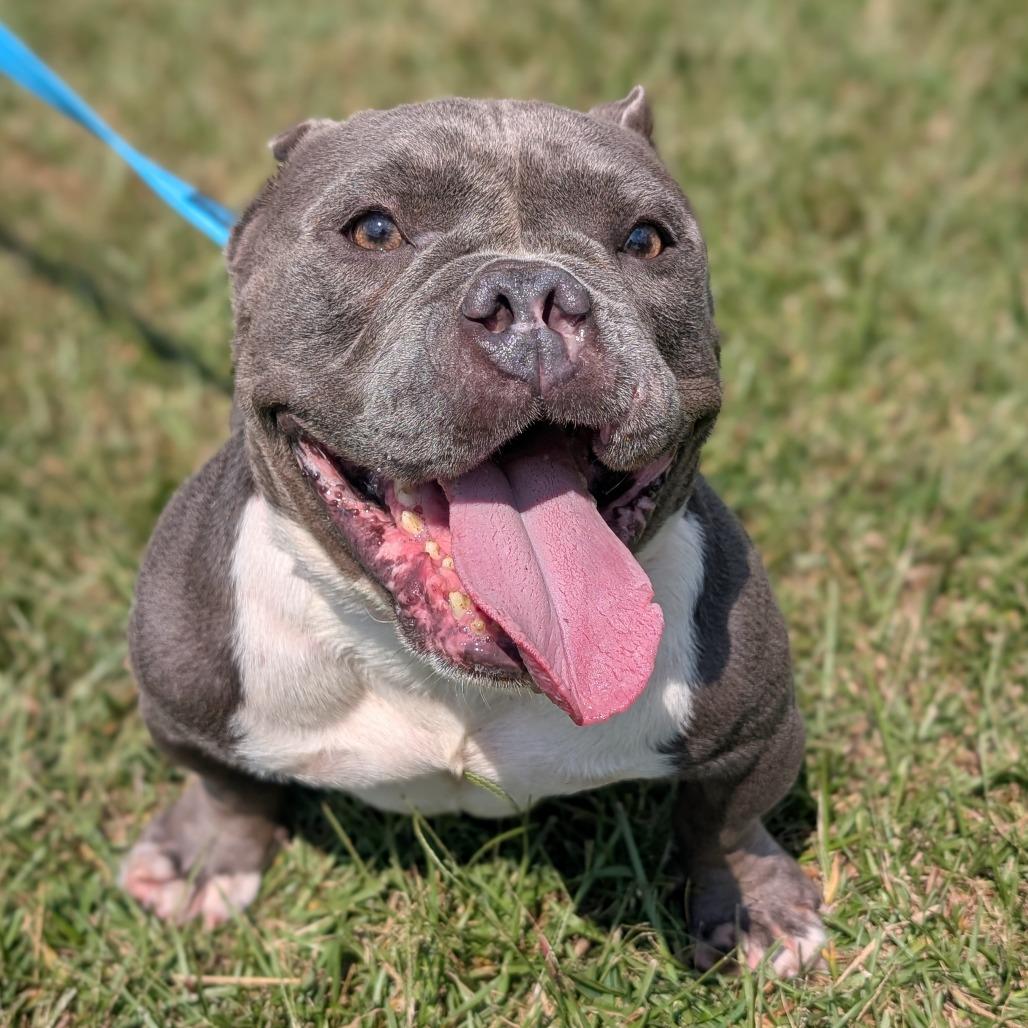 Mars 09-0705, a Adoptable mixed breed in Tyrone, GA image 3/6