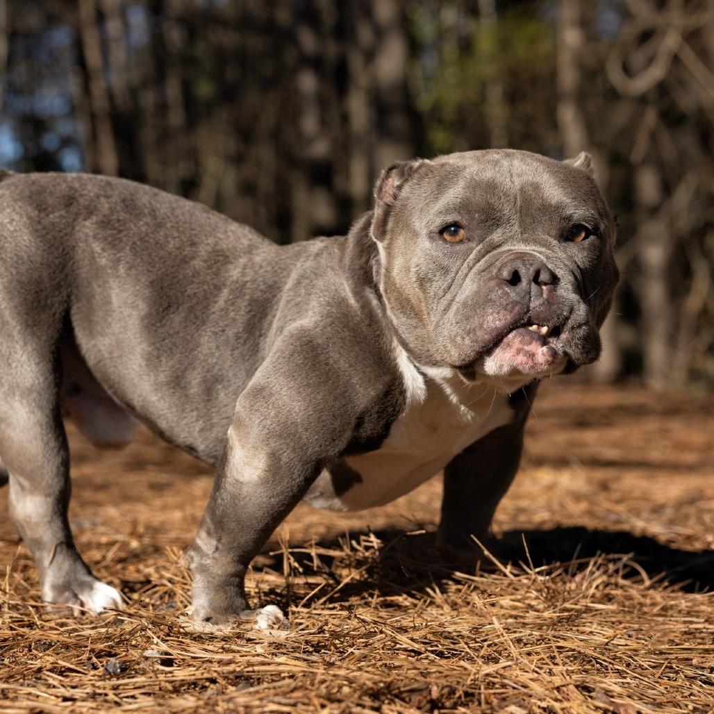 Enlarge Mars 09-0705, a Adoptable mixed breed in Tyrone, GA image 4/6