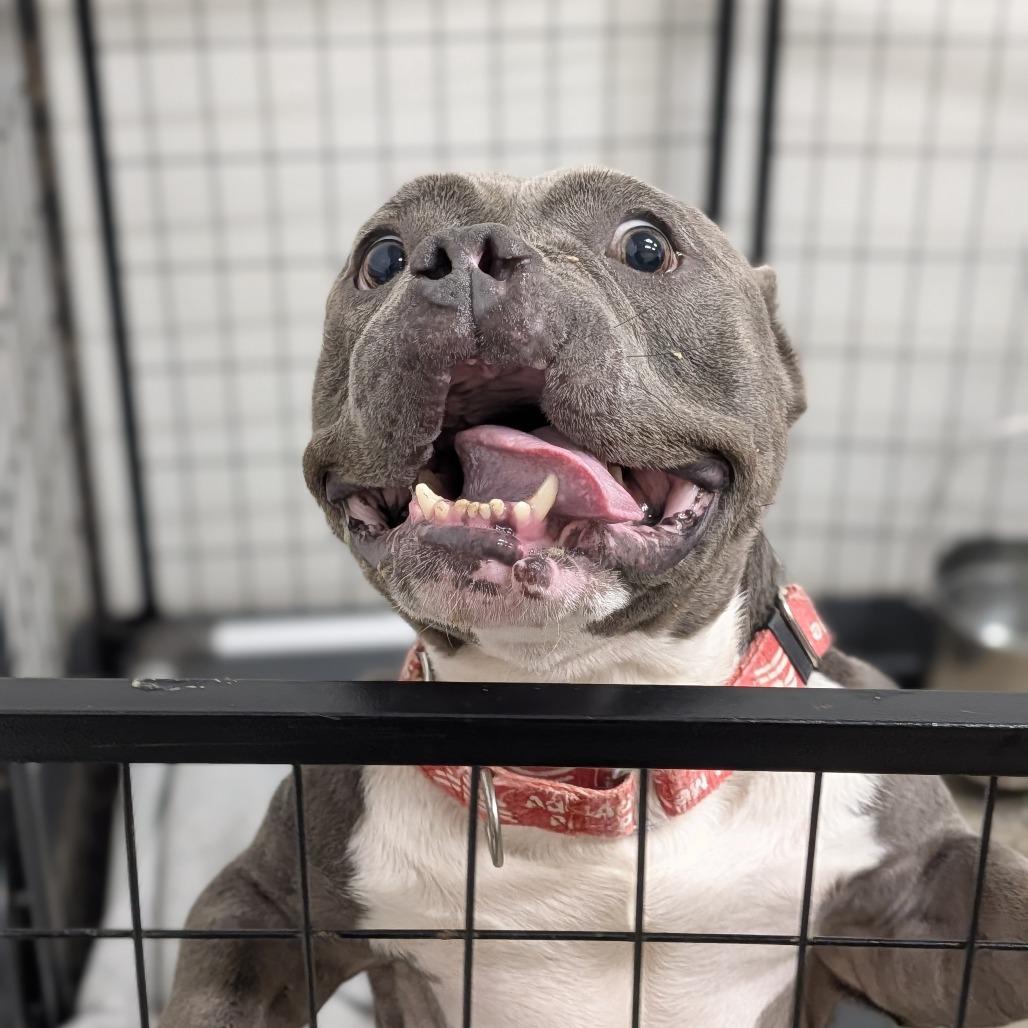 Mars 09-0705, a Adoptable mixed breed in Tyrone, GA image 4/6