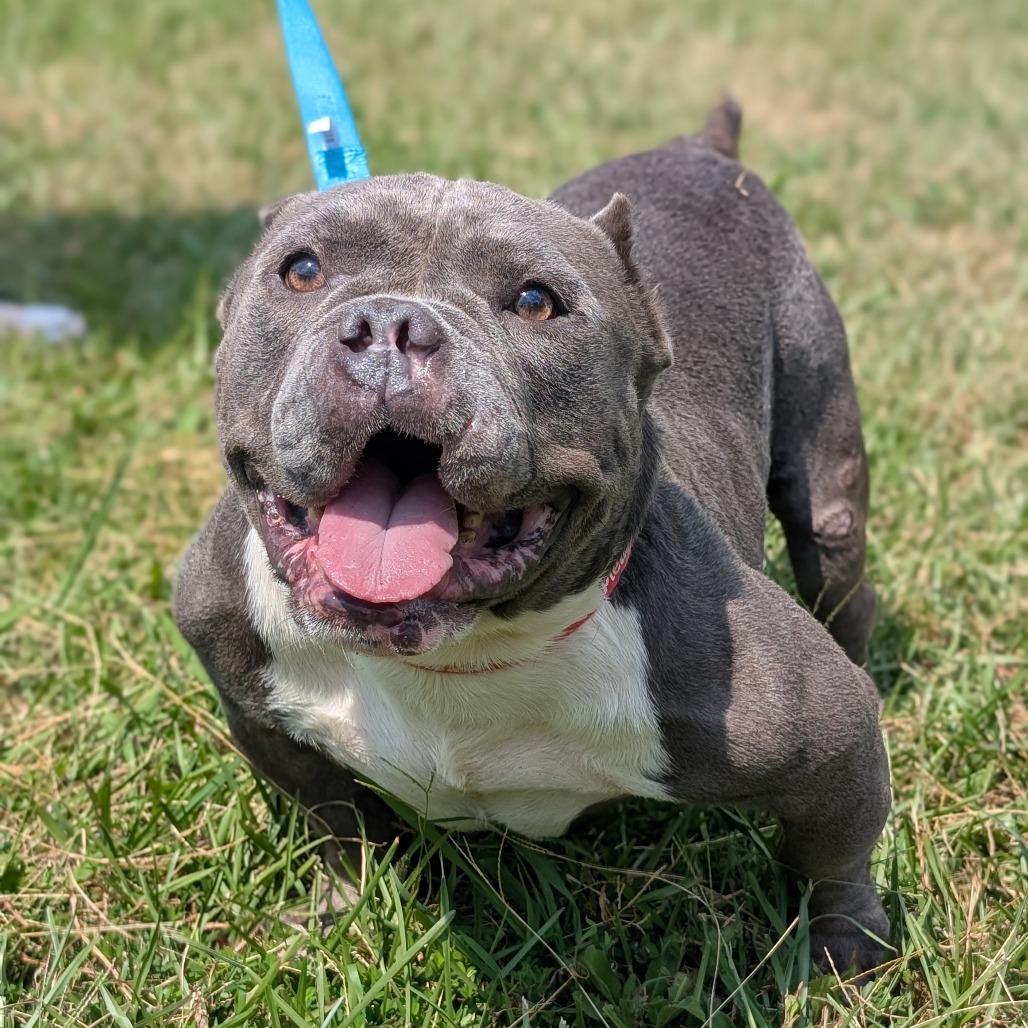 Mars 09-0705, a Adoptable mixed breed in Tyrone, GA image 5/6