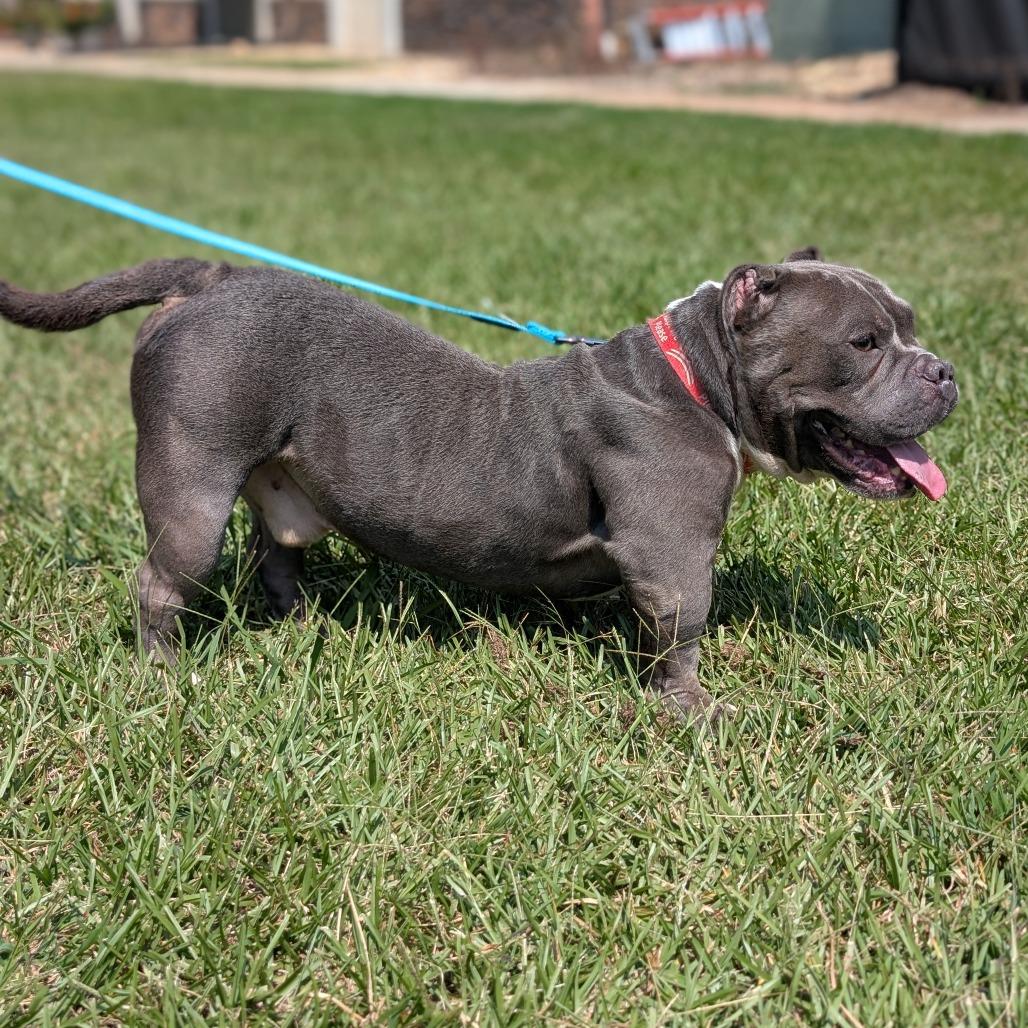 Mars 09-0705, a Adoptable mixed breed in Tyrone, GA image 6/6