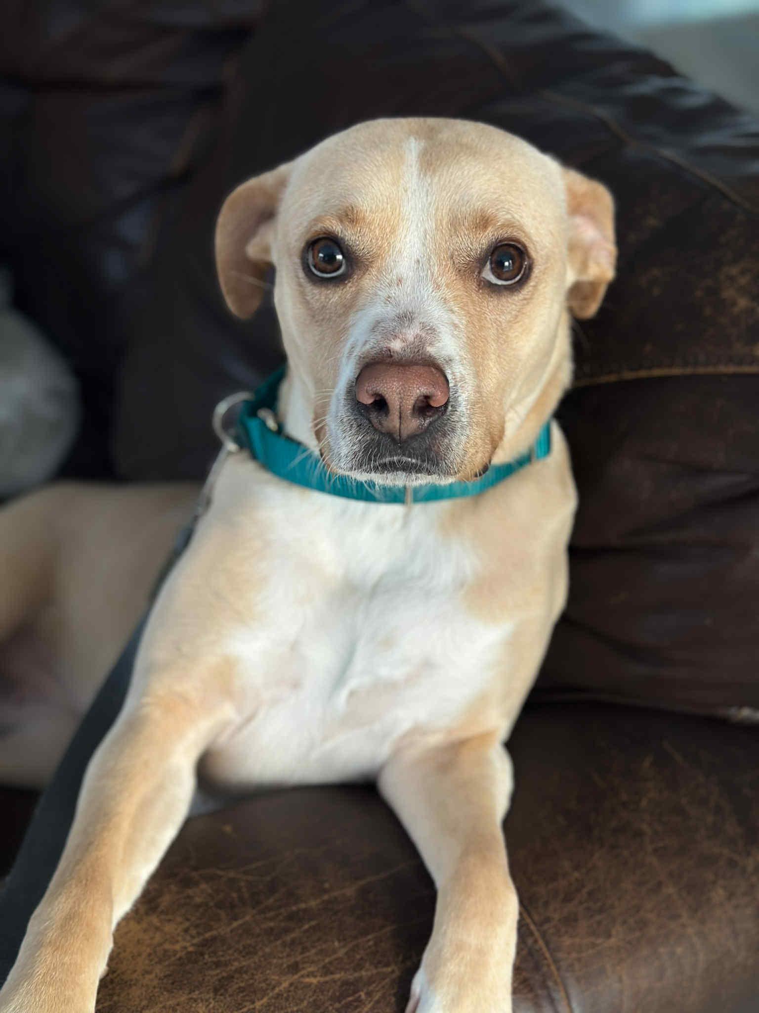 Enlarge Katy, a ADOPTABLE mixed breed in Salem, NH image 3/6