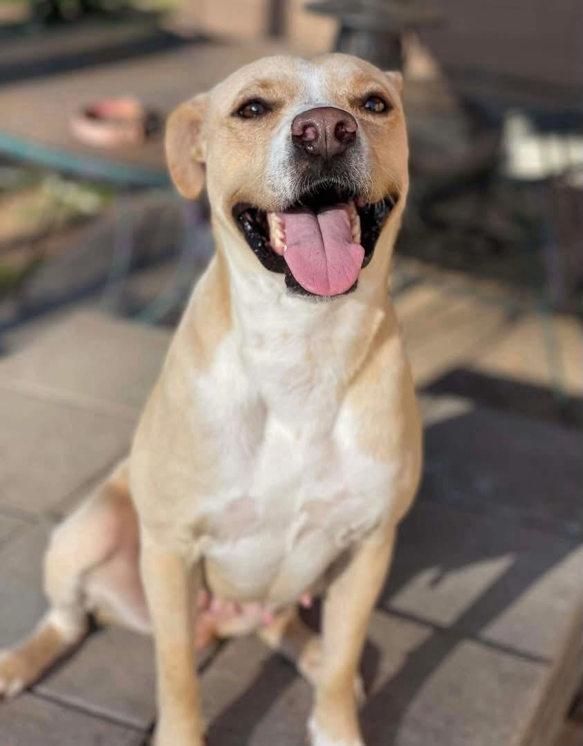 Enlarge Katy, a ADOPTABLE mixed breed in Salem, NH image 2/6