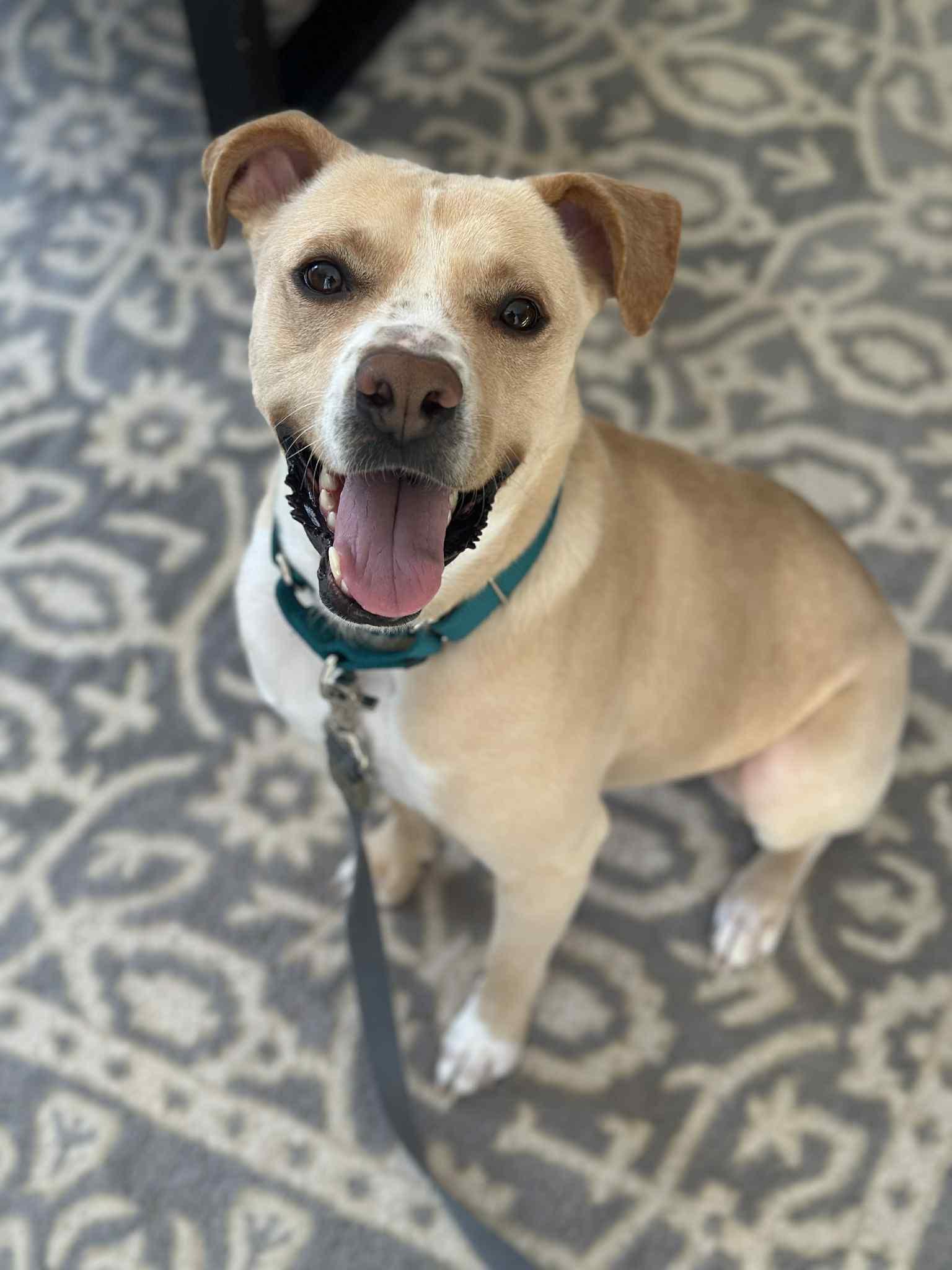 Enlarge Katy, a ADOPTABLE mixed breed in Salem, NH image 1/6