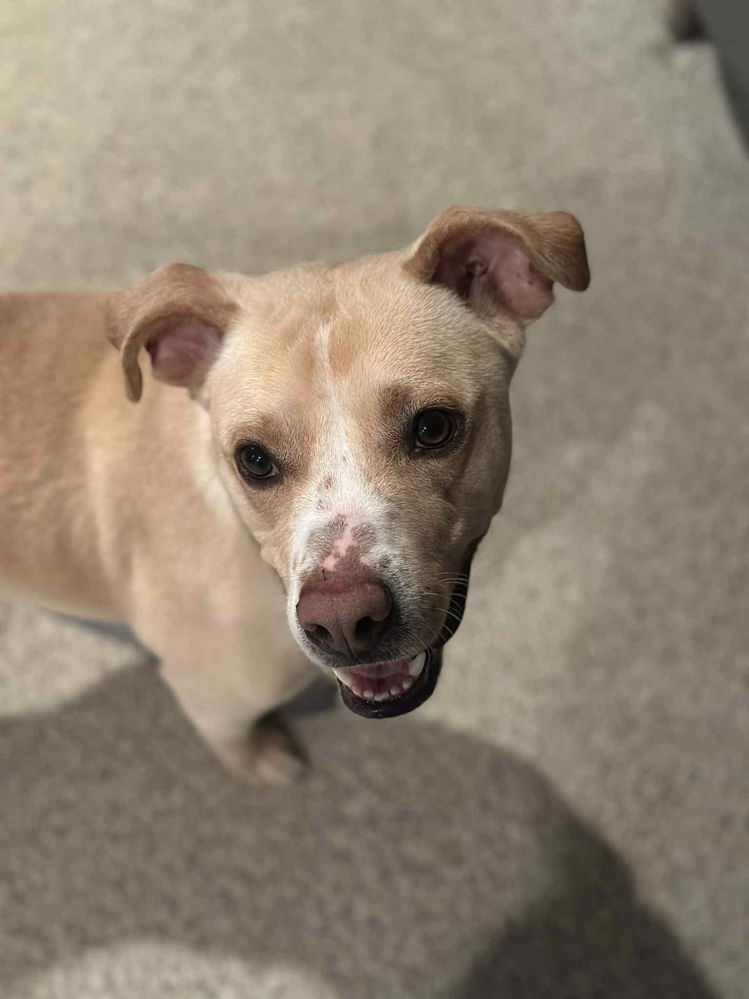 Enlarge Katy, a ADOPTABLE mixed breed in Salem, NH image 4/6