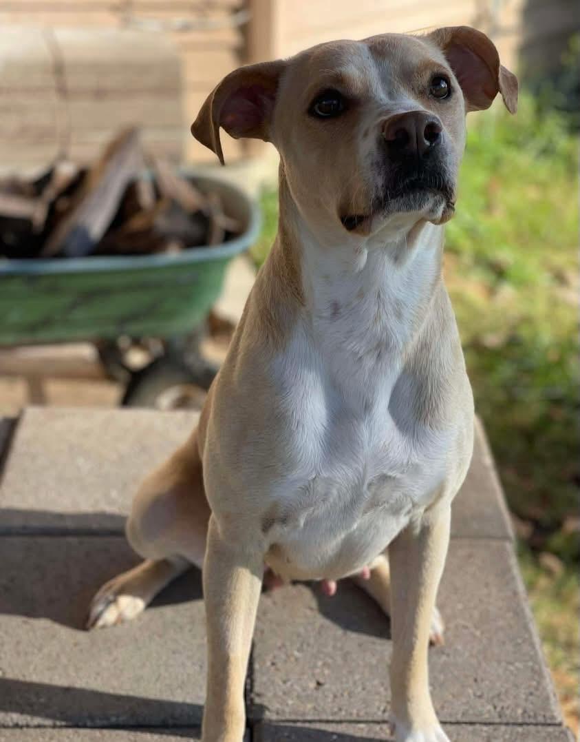 Enlarge Katy, a ADOPTABLE mixed breed in Salem, NH image 5/6