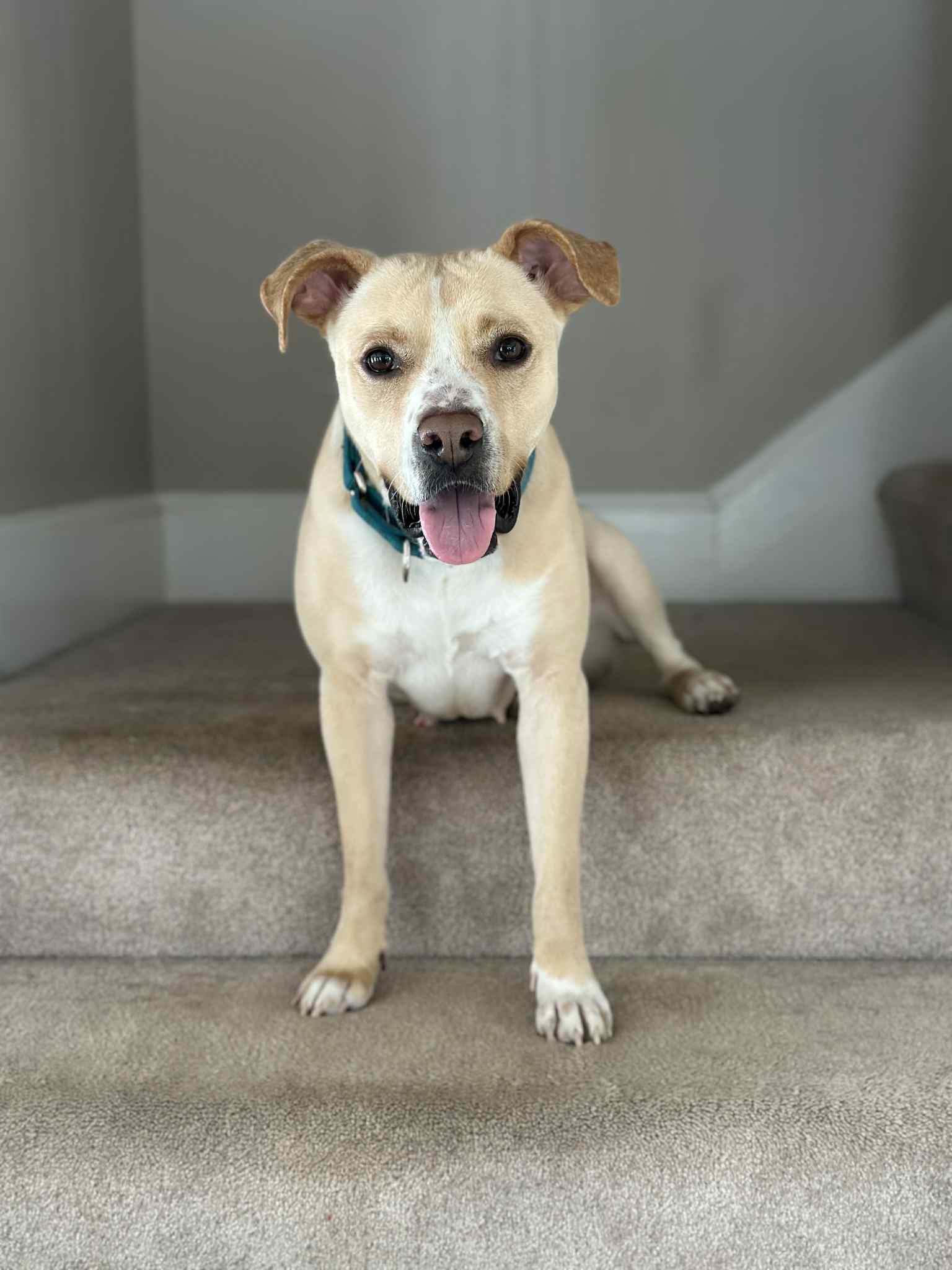 Enlarge Katy, a ADOPTABLE mixed breed in Salem, NH image 6/6