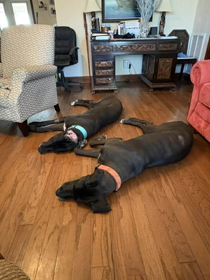 Enlarge Jax, a ADOPTABLE Great Dane in Pensacola, FL image 3/5