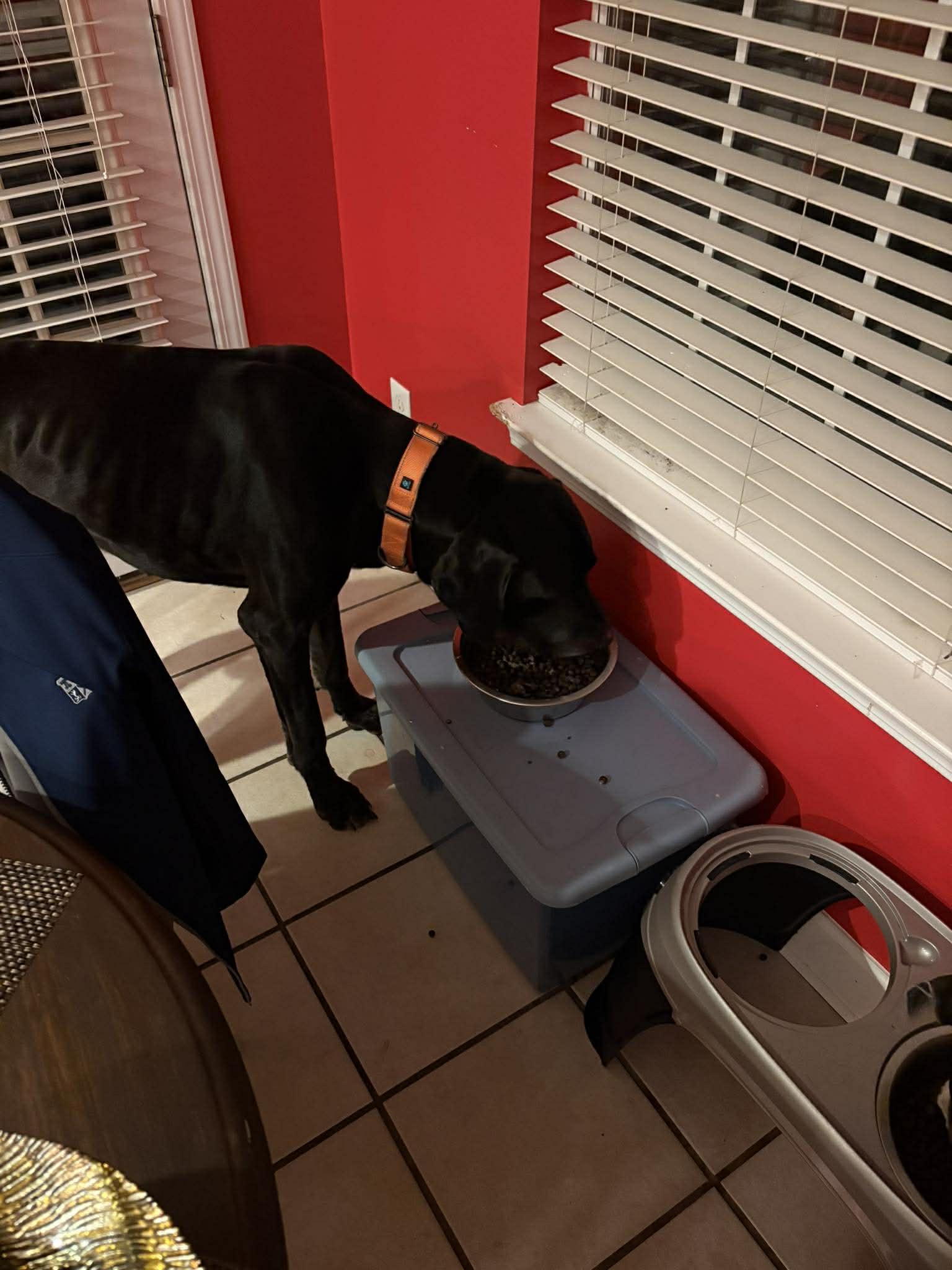 Enlarge Jax, a ADOPTABLE Great Dane in Pensacola, FL image 5/5