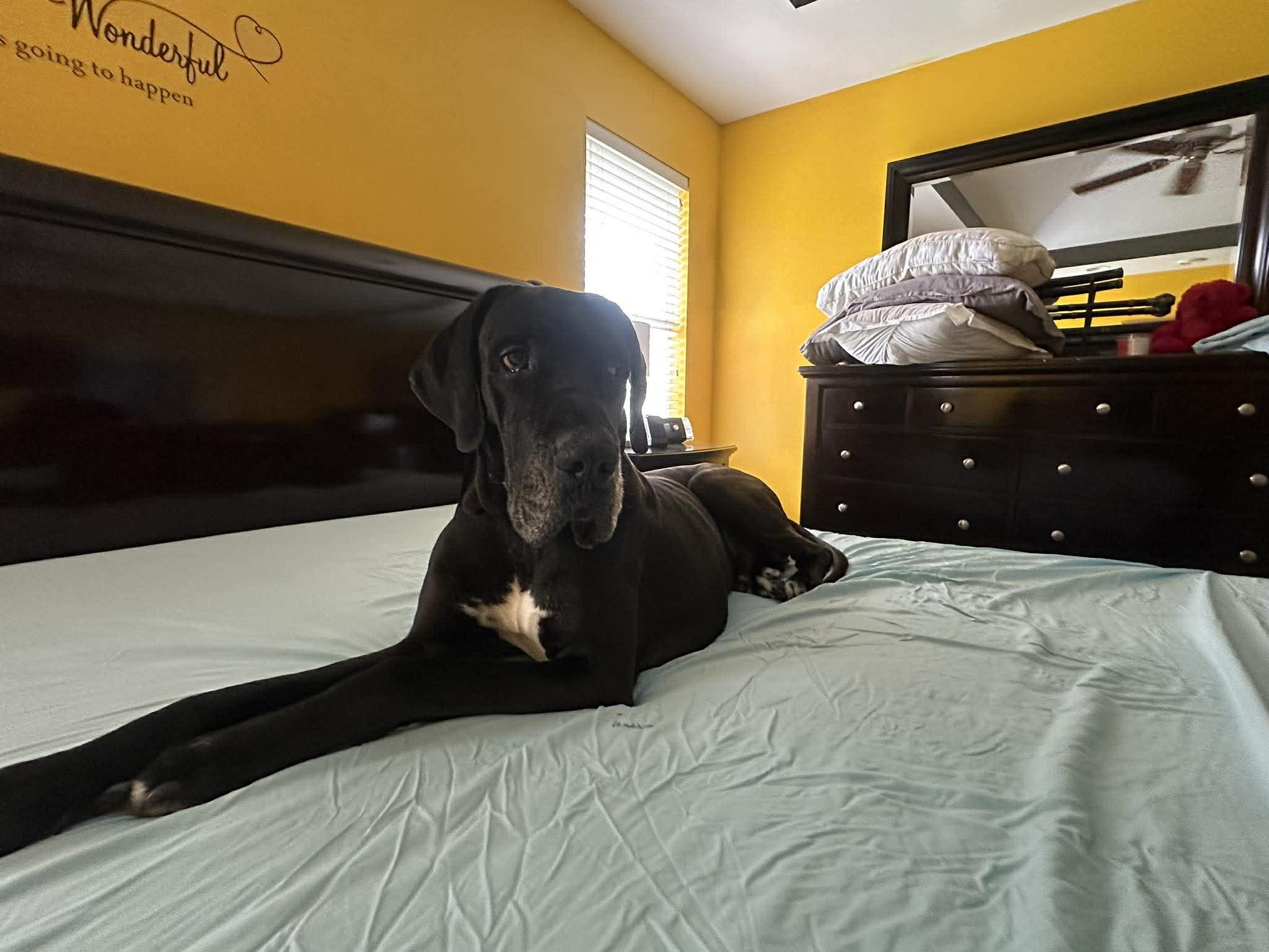 Enlarge Jax, a ADOPTABLE Great Dane in Pensacola, FL image 4/5