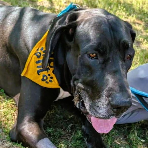 Enlarge Jax, a ADOPTABLE Great Dane in Pensacola, FL image 2/5