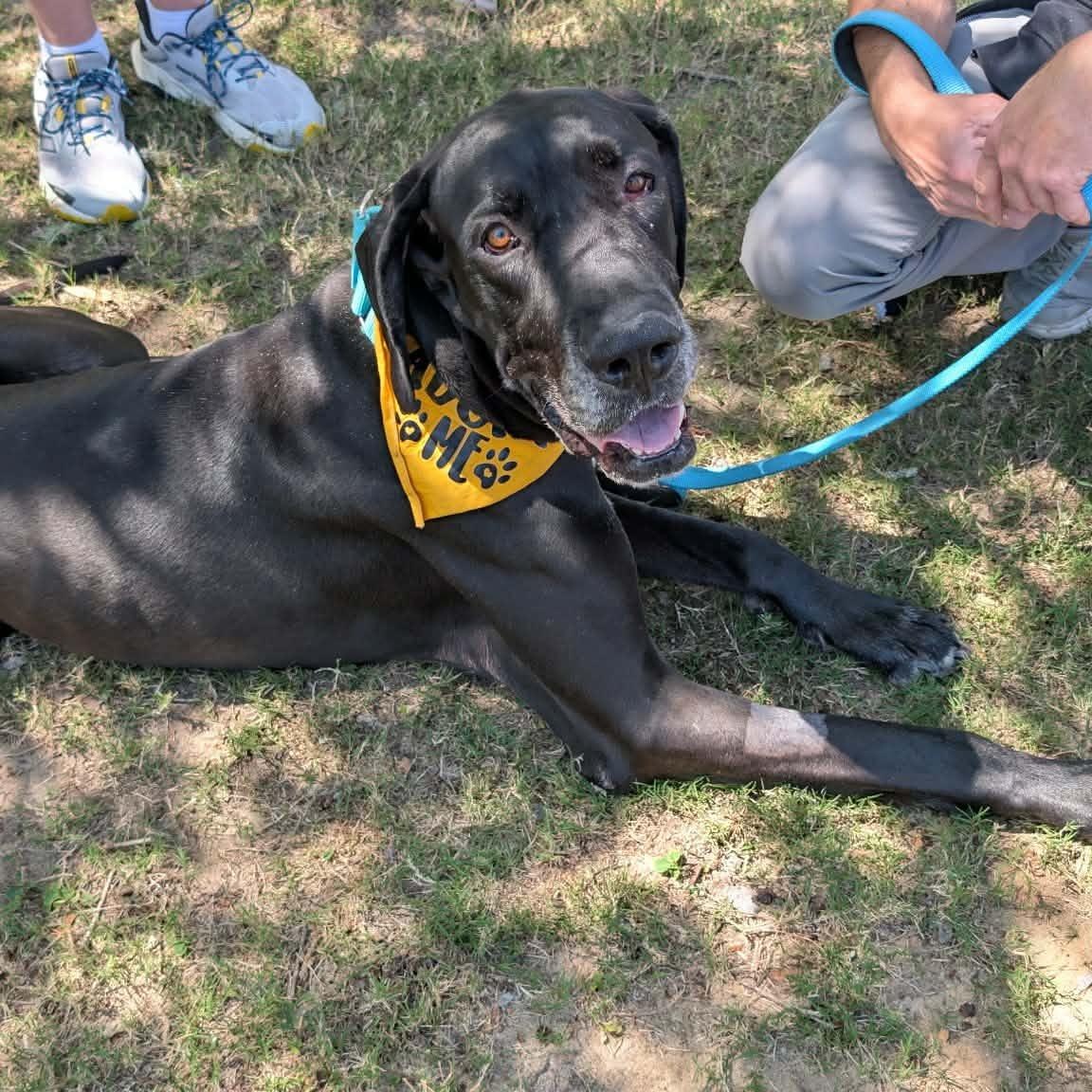 Jax, ADOPTABLE, Adult Male Great Dane.