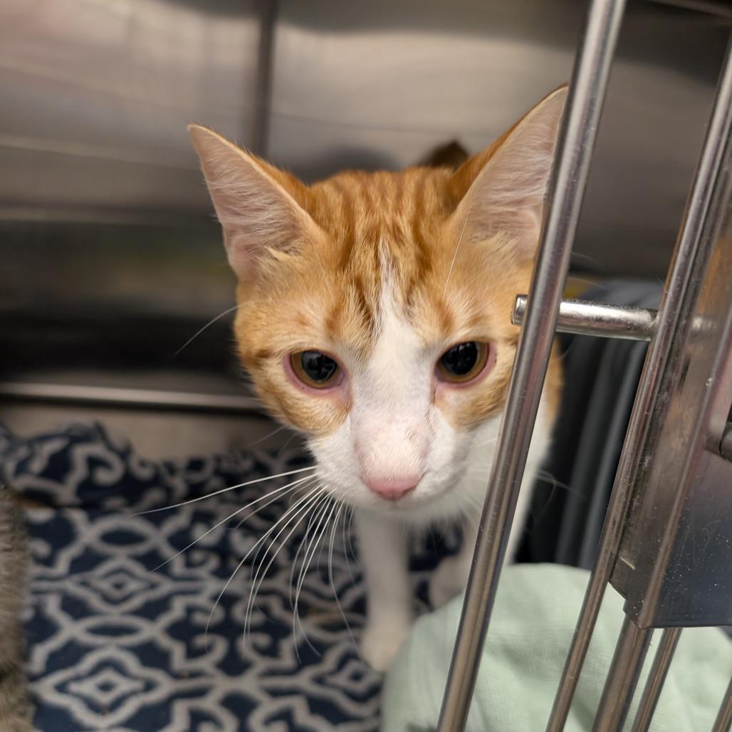 Baba, Adoptable, Young Male Domestic Short Hair.