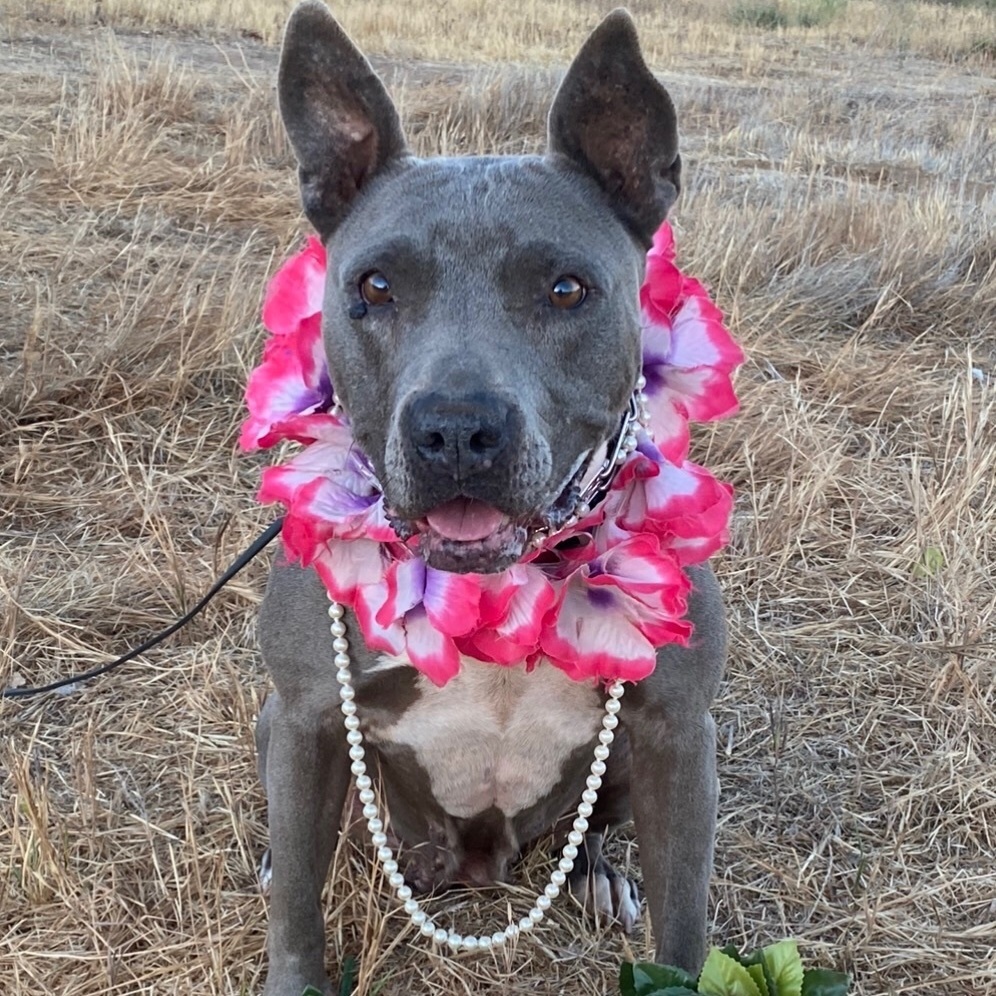DIAMOND in the Ruff, a Adoptable mixed breed in Acton, CA image 1/9