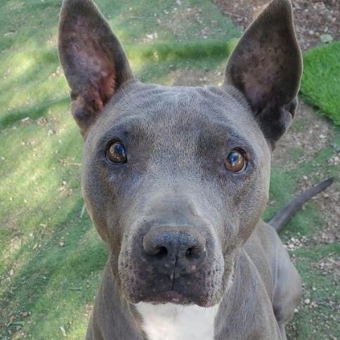 DIAMOND in the Ruff, a Adoptable mixed breed in Acton, CA image 2/9