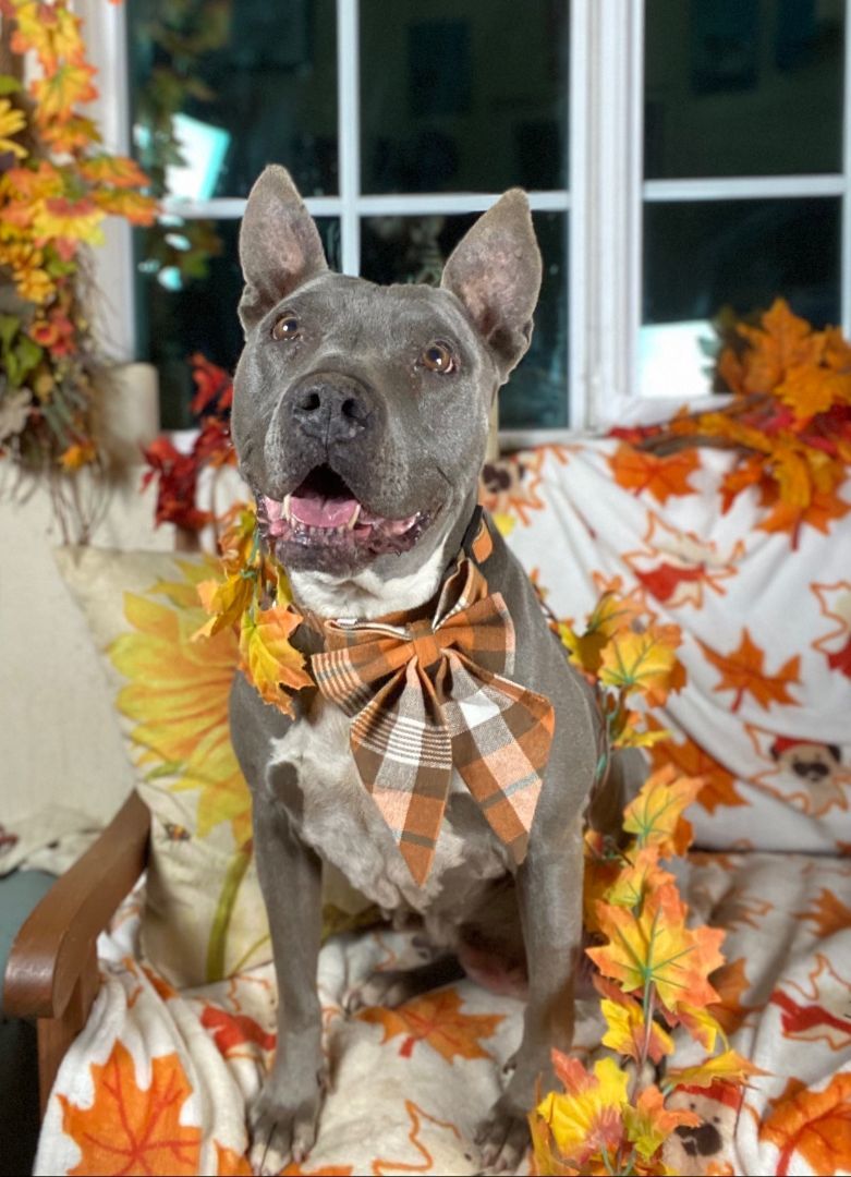 DIAMOND in the Ruff, Adult Female American Staffordshire Terrier