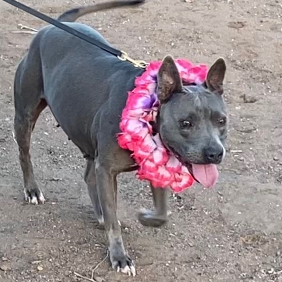 DIAMOND in the Ruff, a Adoptable mixed breed in Acton, CA image 4/9