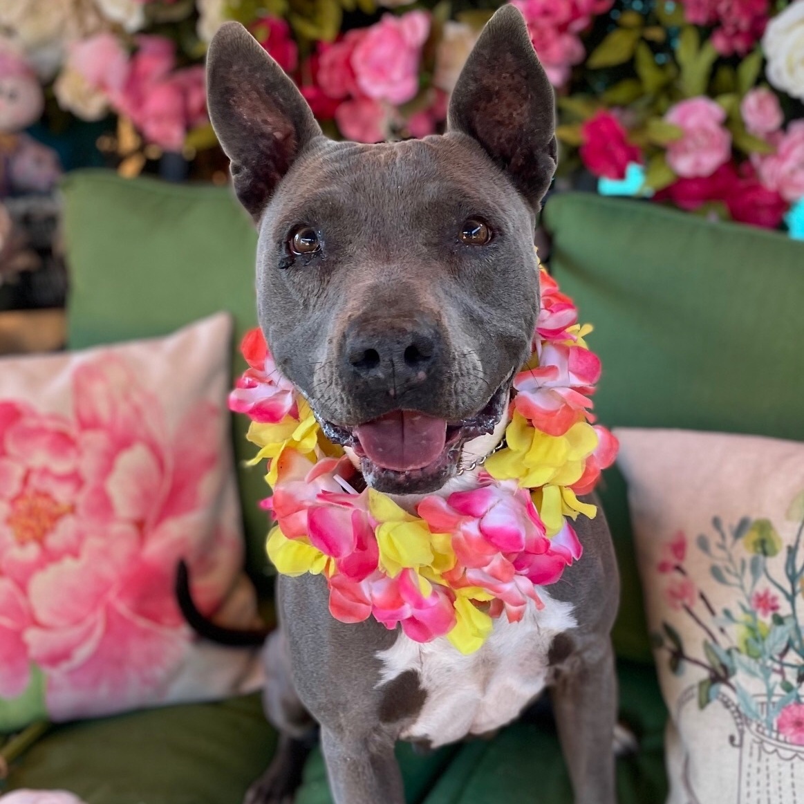 DIAMOND in the Ruff, a Adoptable mixed breed in Acton, CA image 5/9