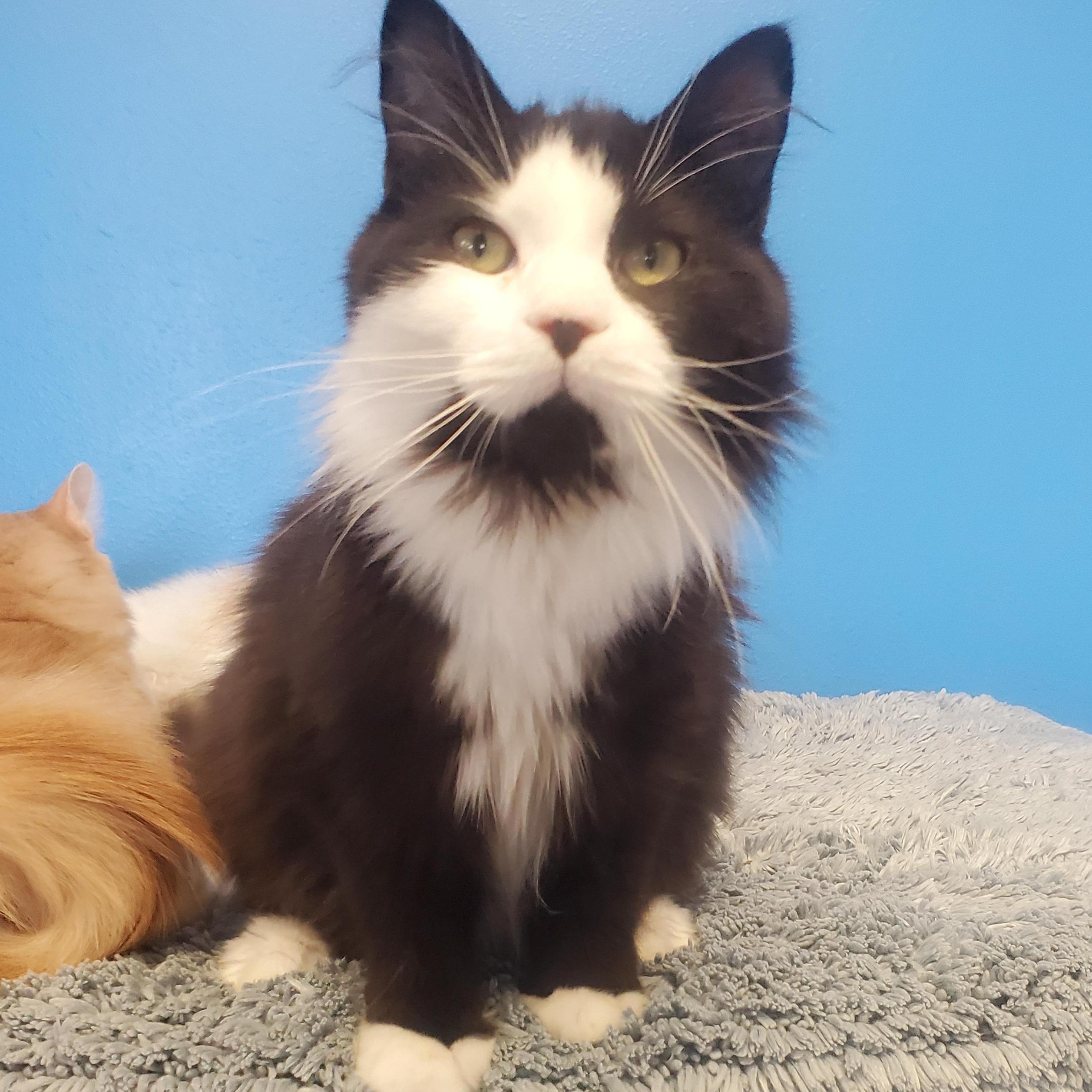 Enlarge Scoville, an adopted Domestic Long Hair in Polson, MT image 1/1