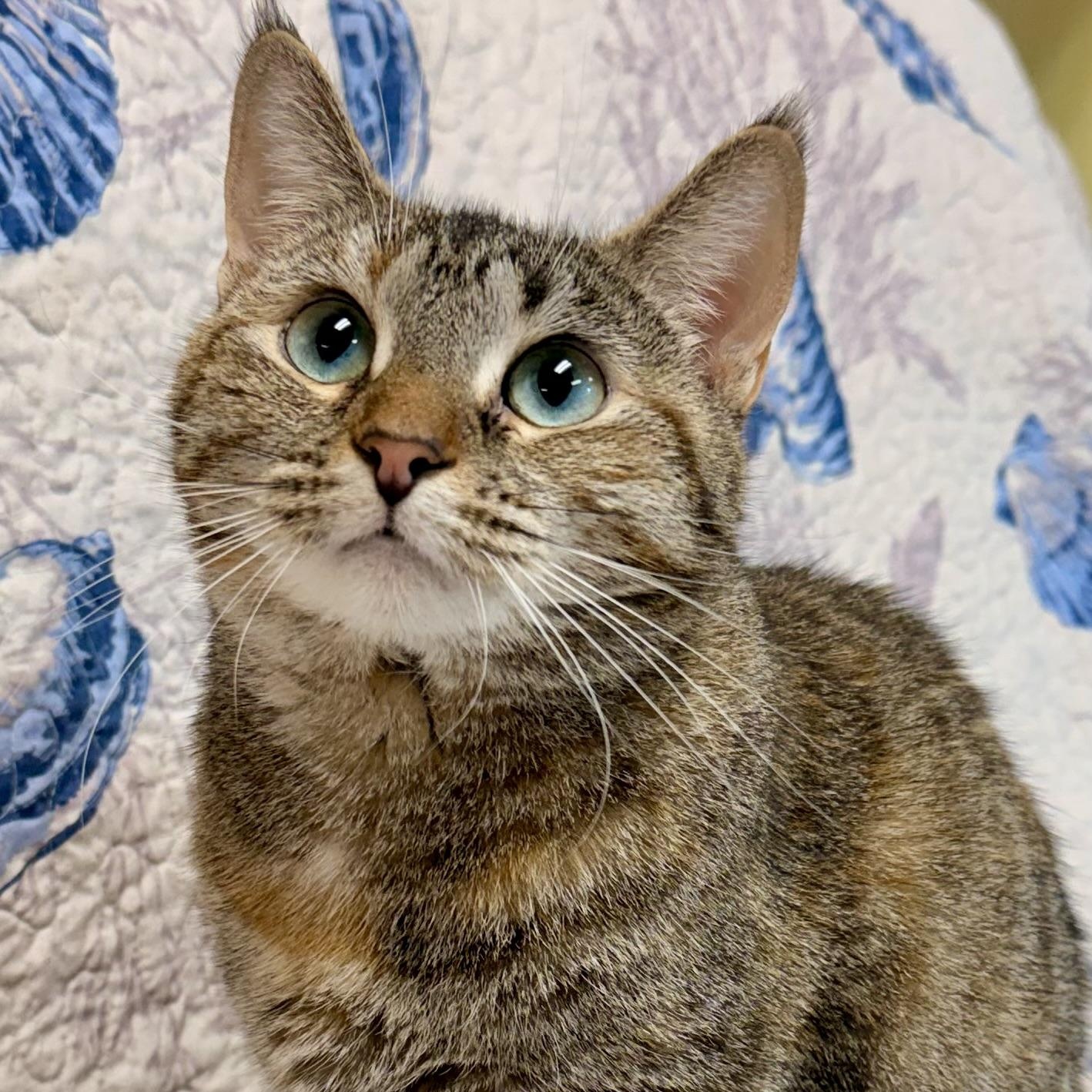 Enlarge Lanna, a Adoptable Domestic Short Hair in Fernandina Beach, FL image 3/5