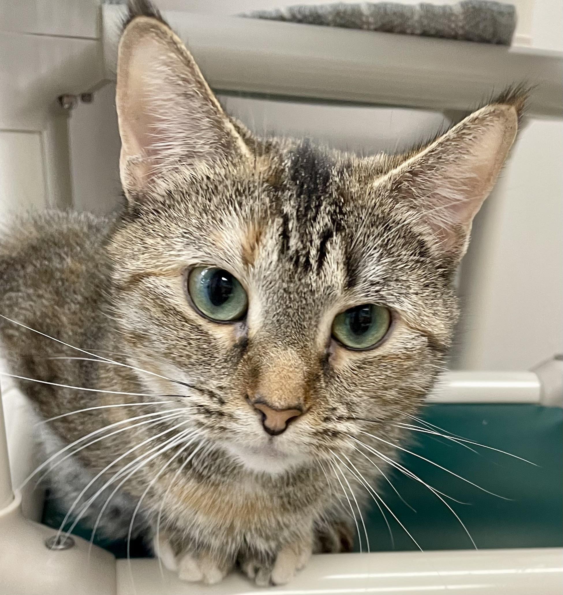 Lanna, a Adoptable Domestic Short Hair in Fernandina Beach, FL image 3/3