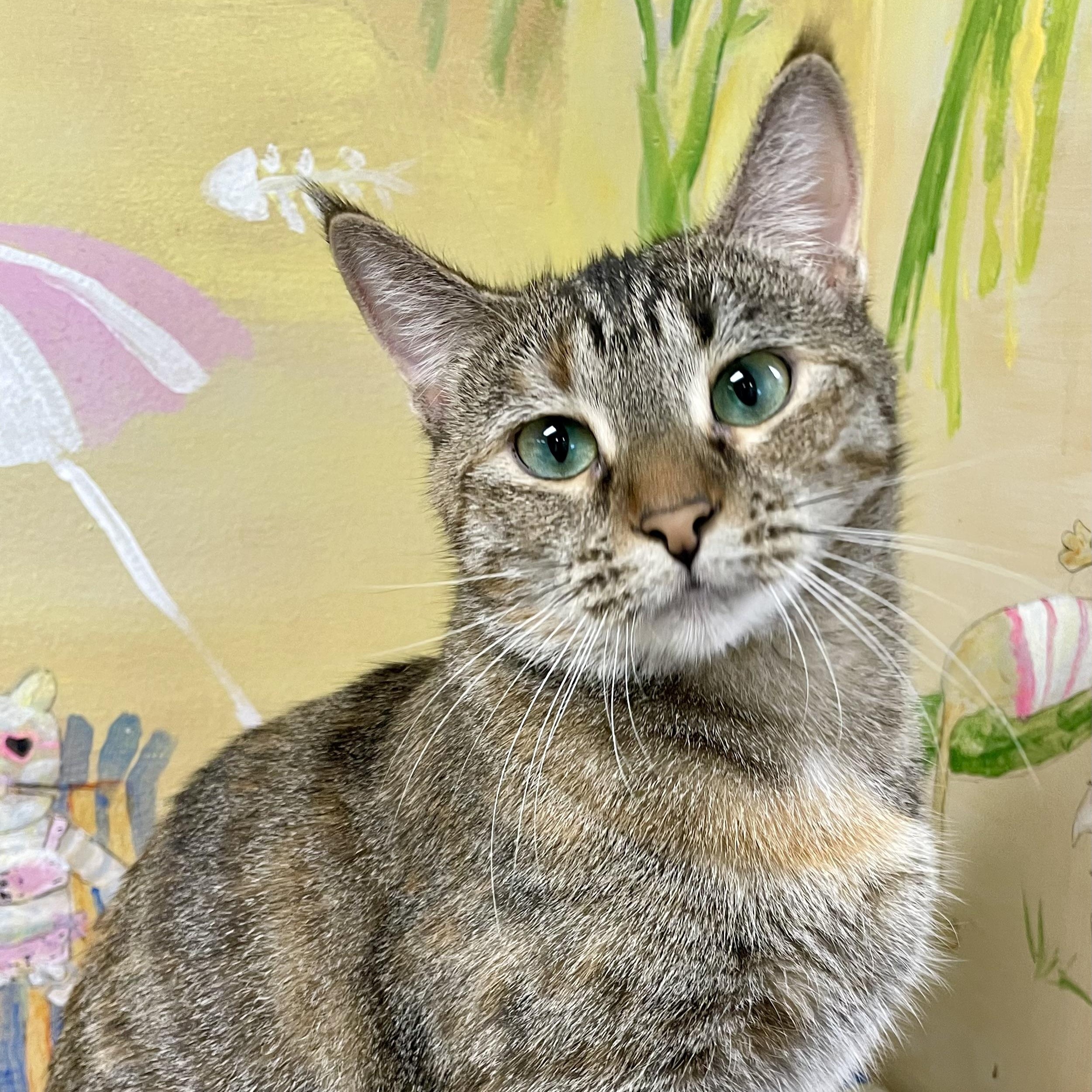 Lanna, a Adoptable Domestic Short Hair in Fernandina Beach, FL image 1/3