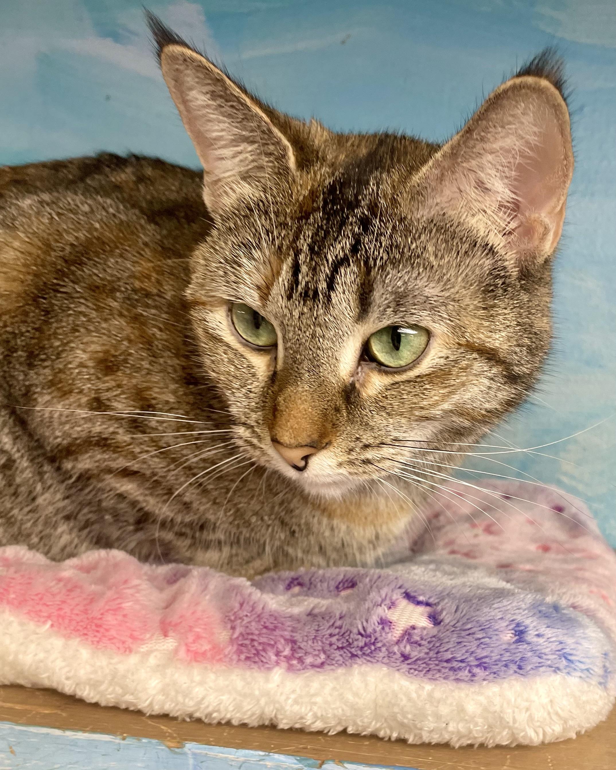 Lanna, Adoptable, Adult Female Domestic Short Hair.