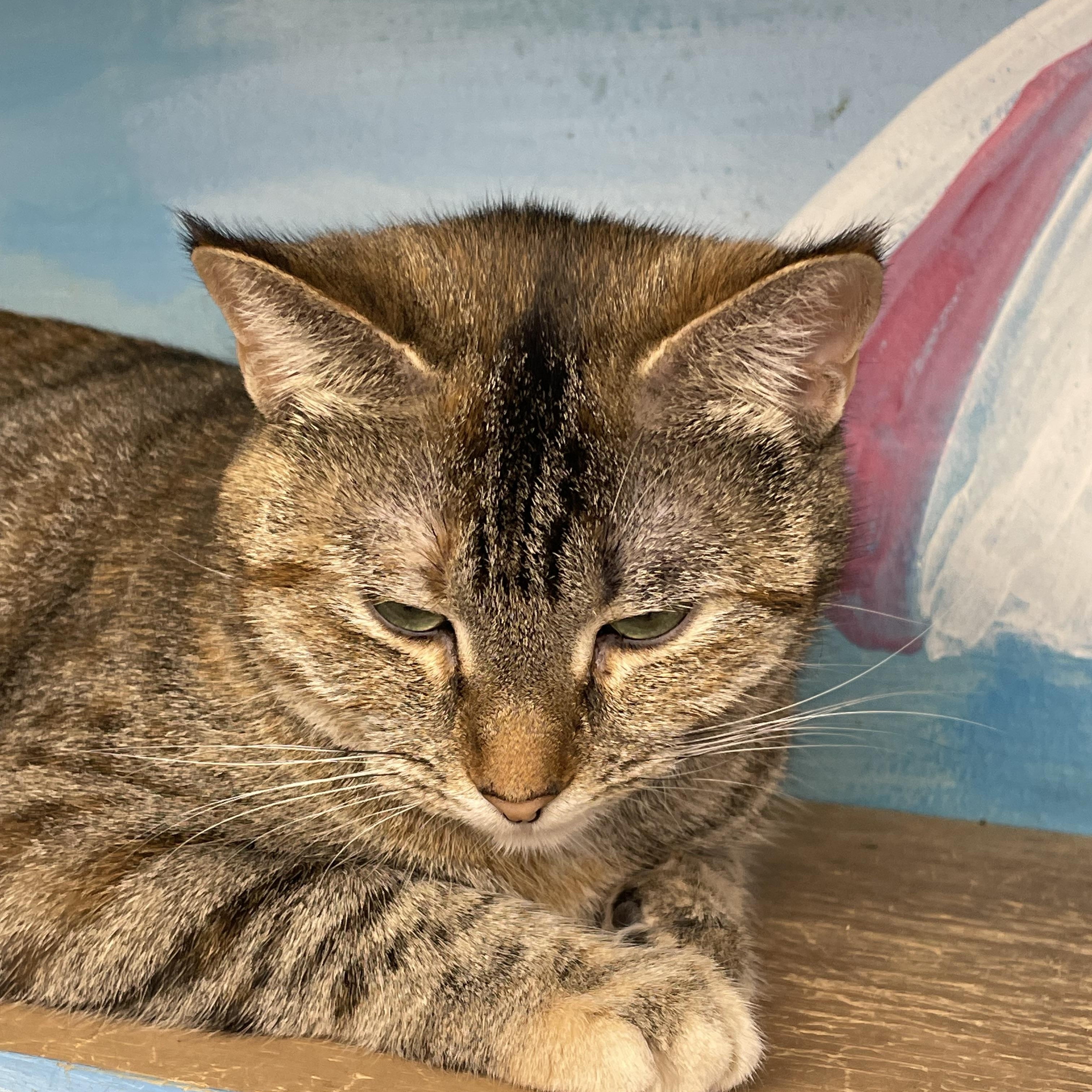 Enlarge Lanna, a Adoptable Domestic Short Hair in Fernandina Beach, FL image 5/5