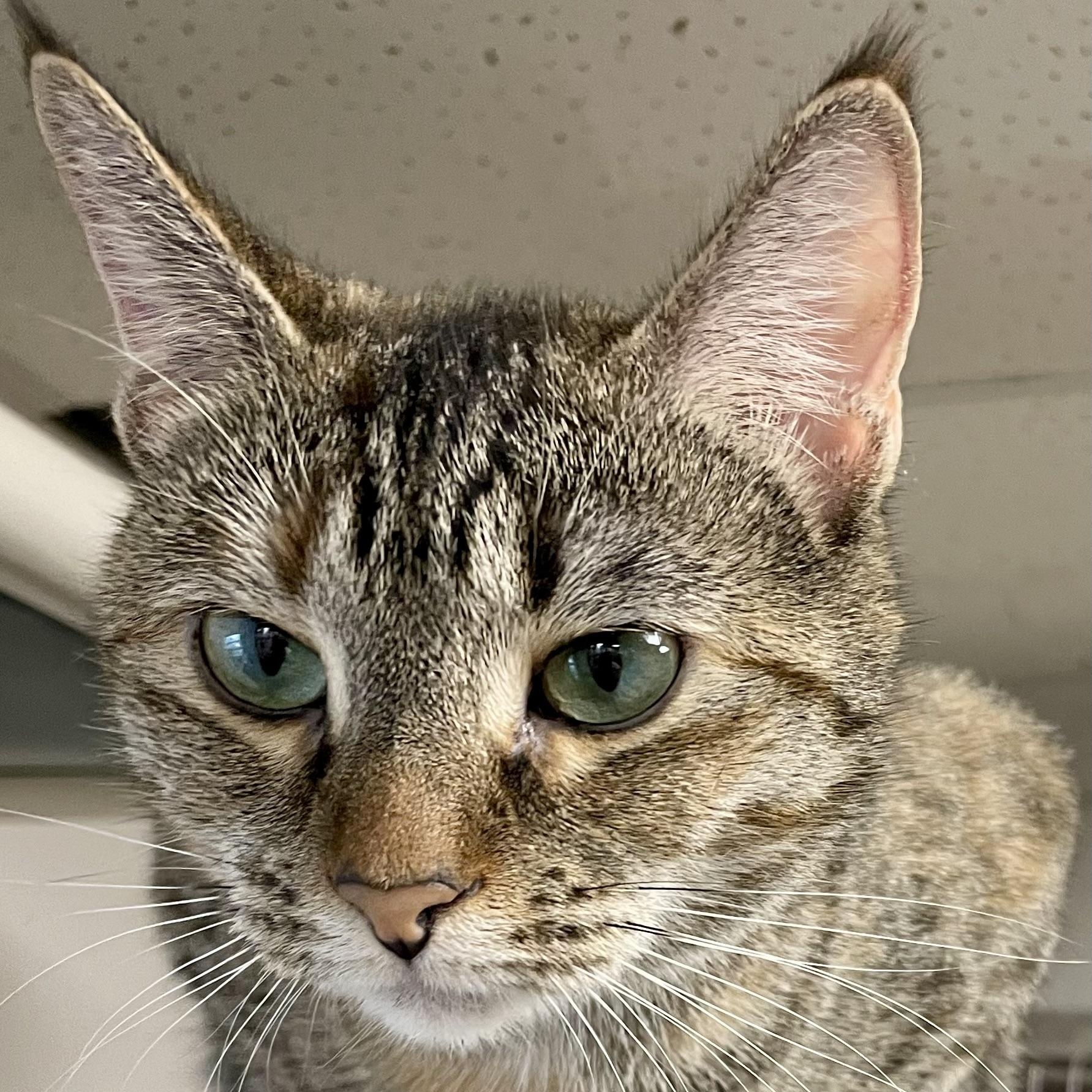 Lanna, a Adoptable Domestic Short Hair in Fernandina Beach, FL image 2/3