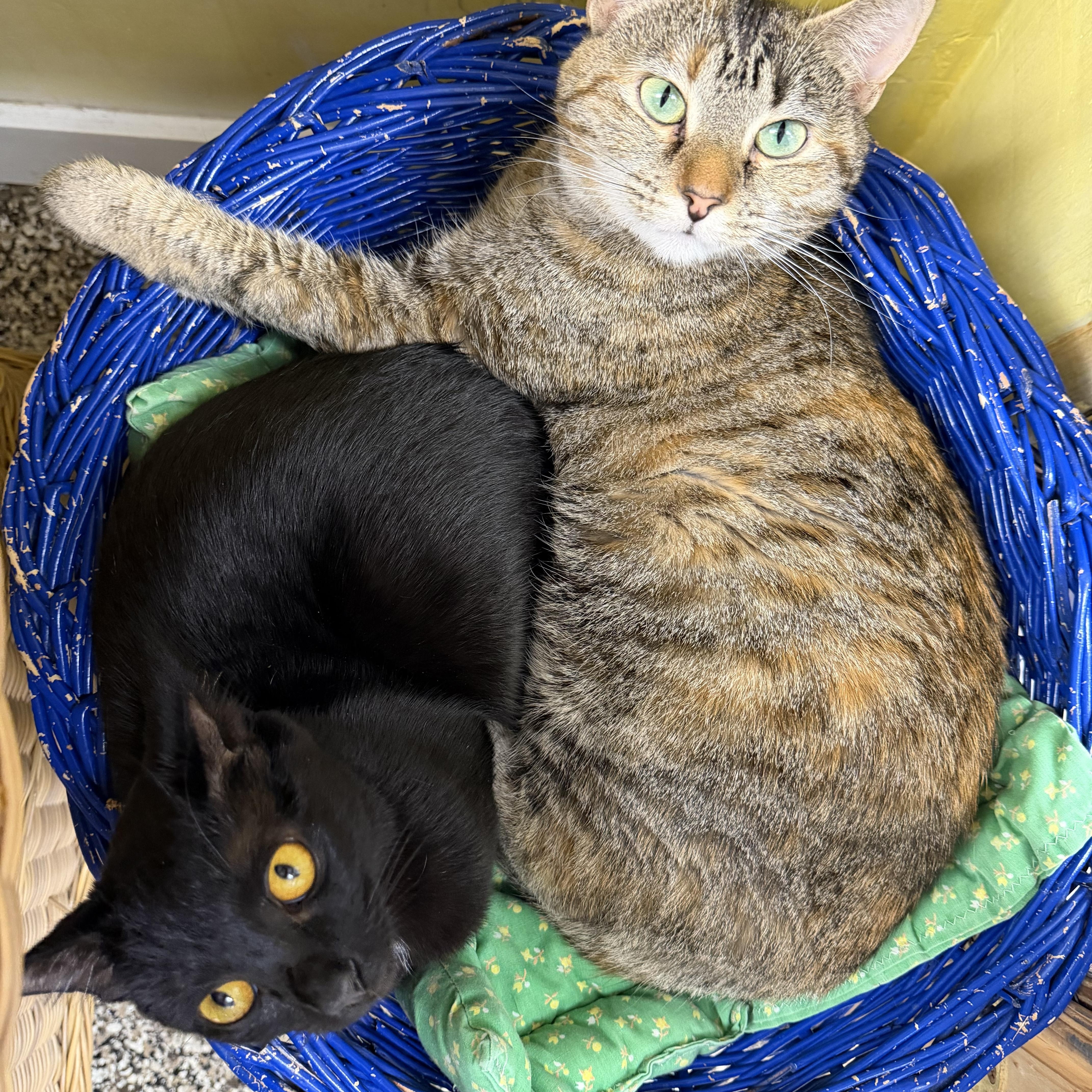 Enlarge Lanna, a Adoptable Domestic Short Hair in Fernandina Beach, FL image 1/5