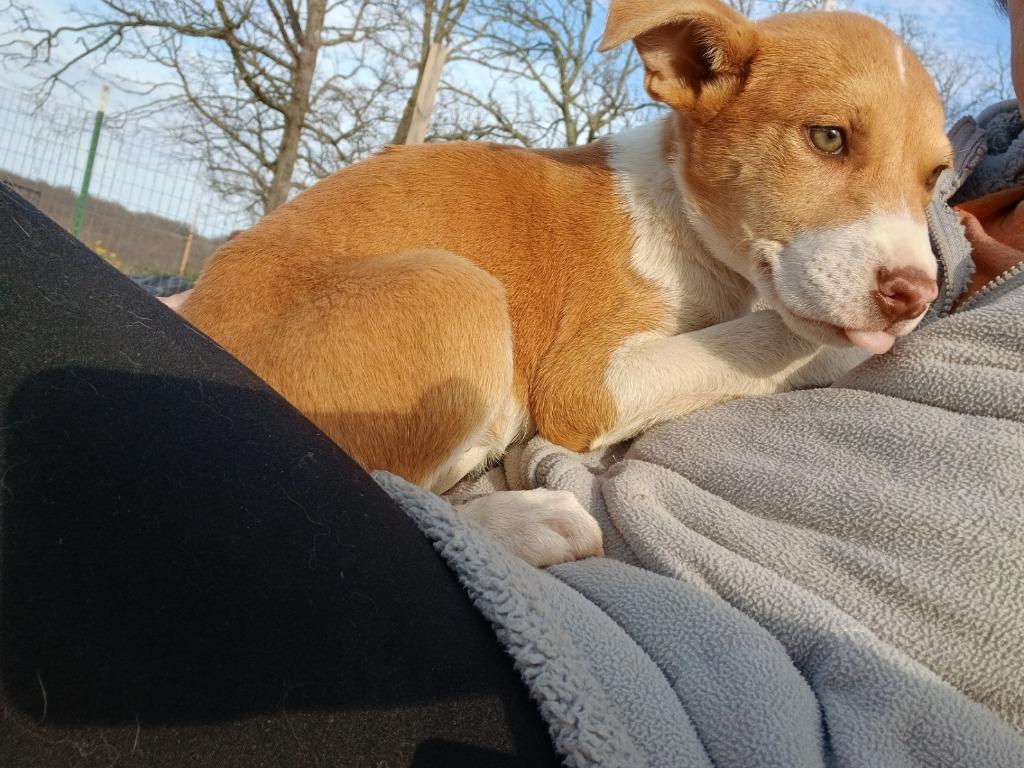 Blanche, Adoptable, Puppy Female Mixed Breed & Terrier.