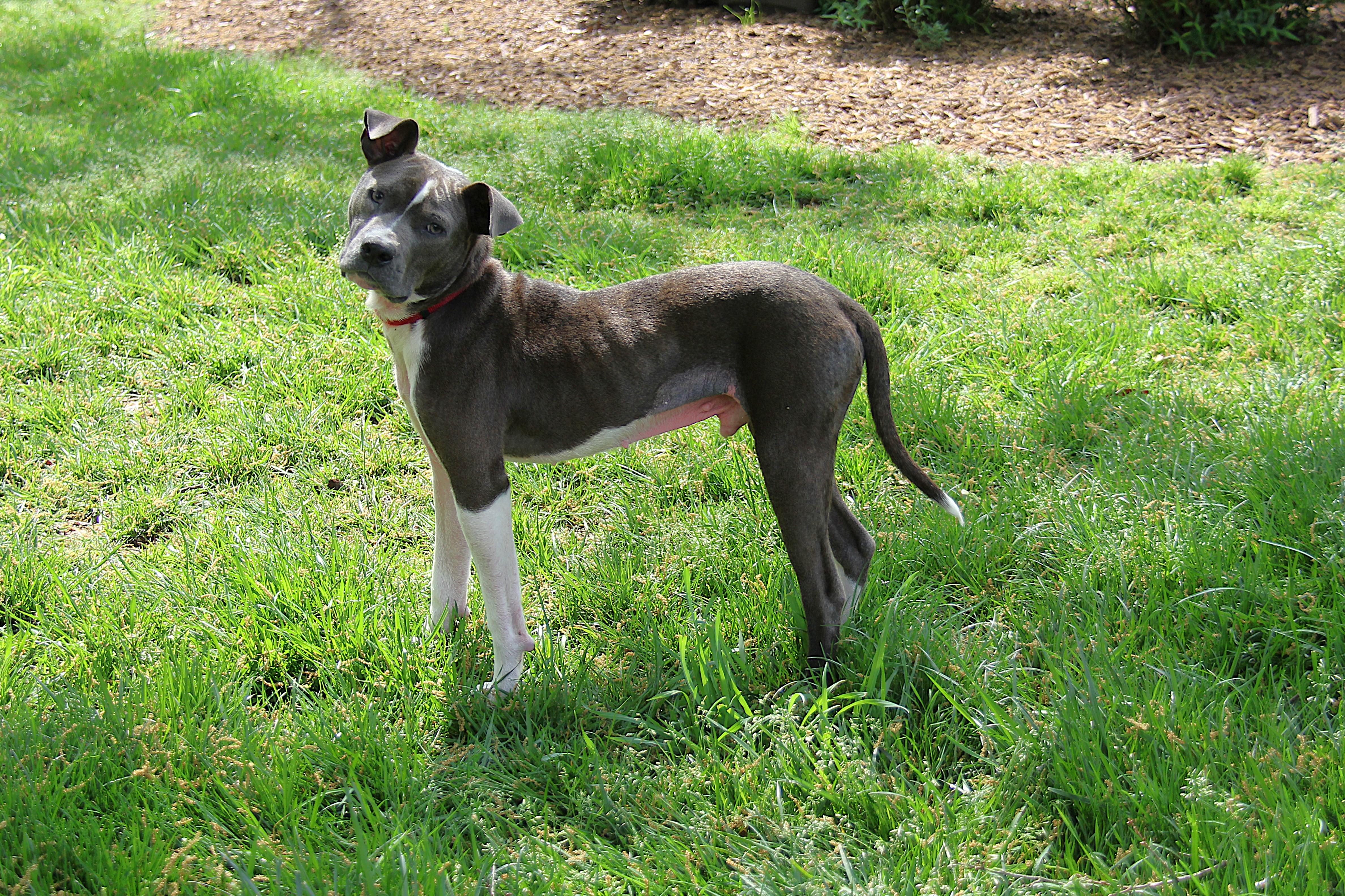 Enlarge Archie, a Adoptable mixed breed in Monroe, NC image 3/4